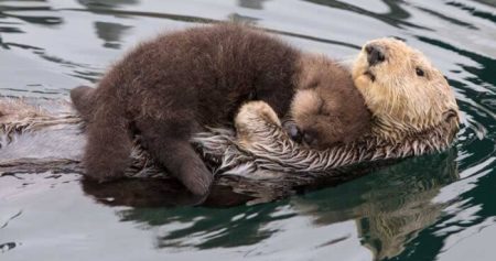 Heart-warming Photos Of Mother Otter Letting Her Newborn Baby Ride On Her Belly While Swimming