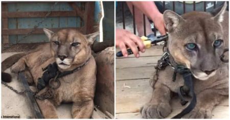 This Mountain Lion Takes Its First Steps To Freedom After 20 years Living In Chain