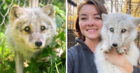 Woman Sees Elderly And Blind Arctic Fox Dumped in Dog Shelter and Jumps To Save Him