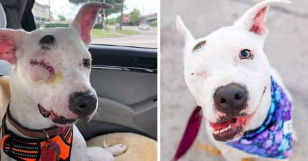 The Dog That Was Mistreated And Only Had One Eye Is Now Living Her Hest Life