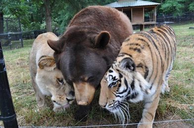 Rescued As Cubs, A Lion, Tiger, And Bear Remained Best Buds For Over 15 Years