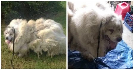 Dog Locked In Barn For 6 Years Gets Haircut And Has The Best Transformation Ever