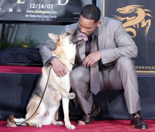 Will Smith pays heartwarming tribute to his beloved co-star Abbey, the dog from “I Am Legend”